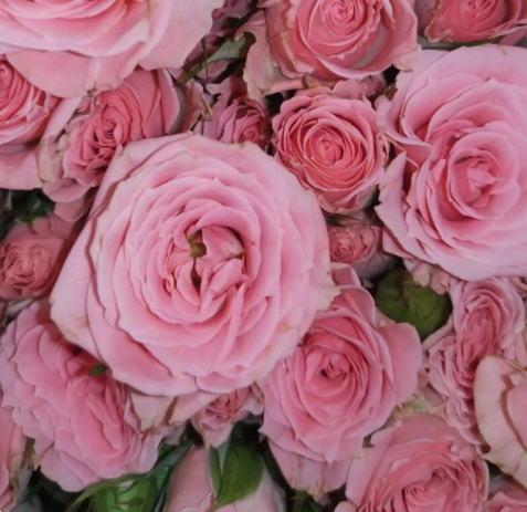 Роза куст принцесс лулу