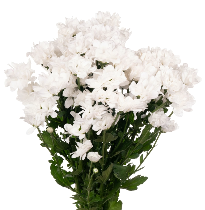 Хризантема куст кеннеди белая