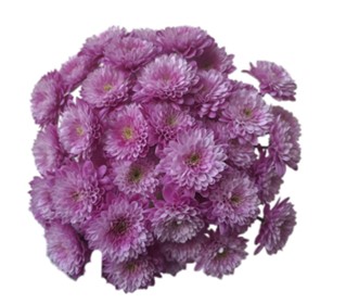 Хризантема куст анку в Москве