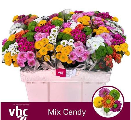 Хризантема са микс кэнди