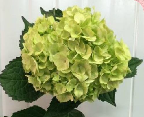 Hydrangea jumbo kiwi