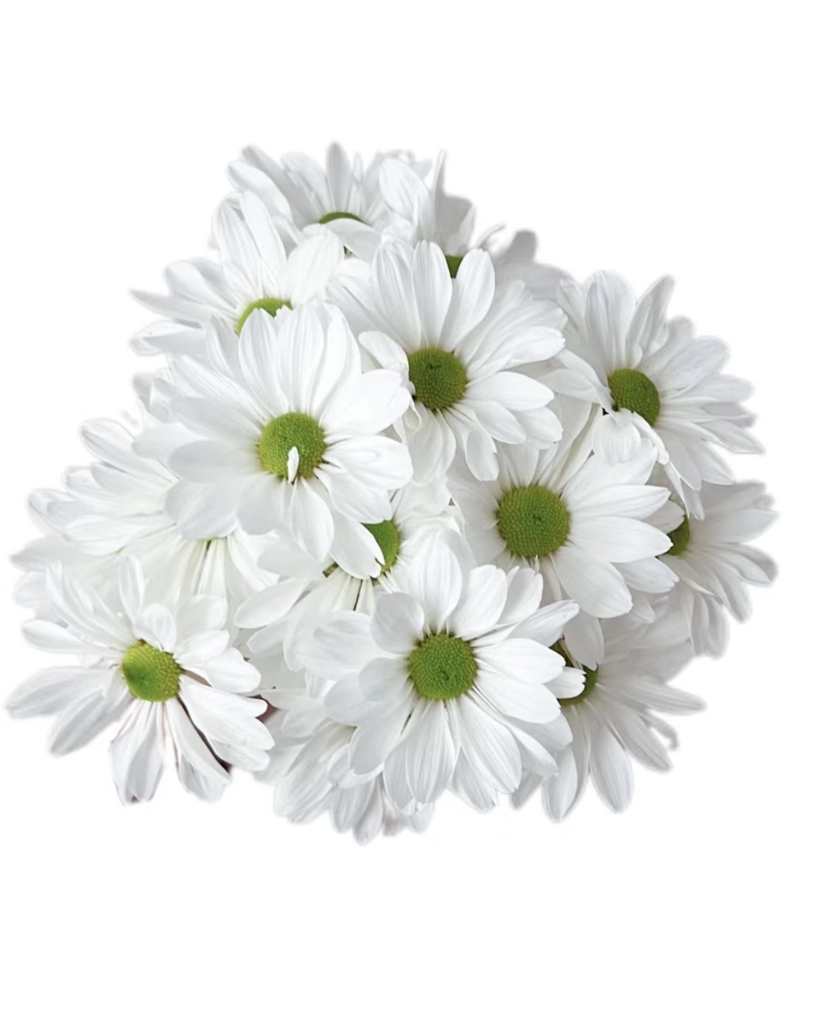 Chrysanthemum spray salmon white