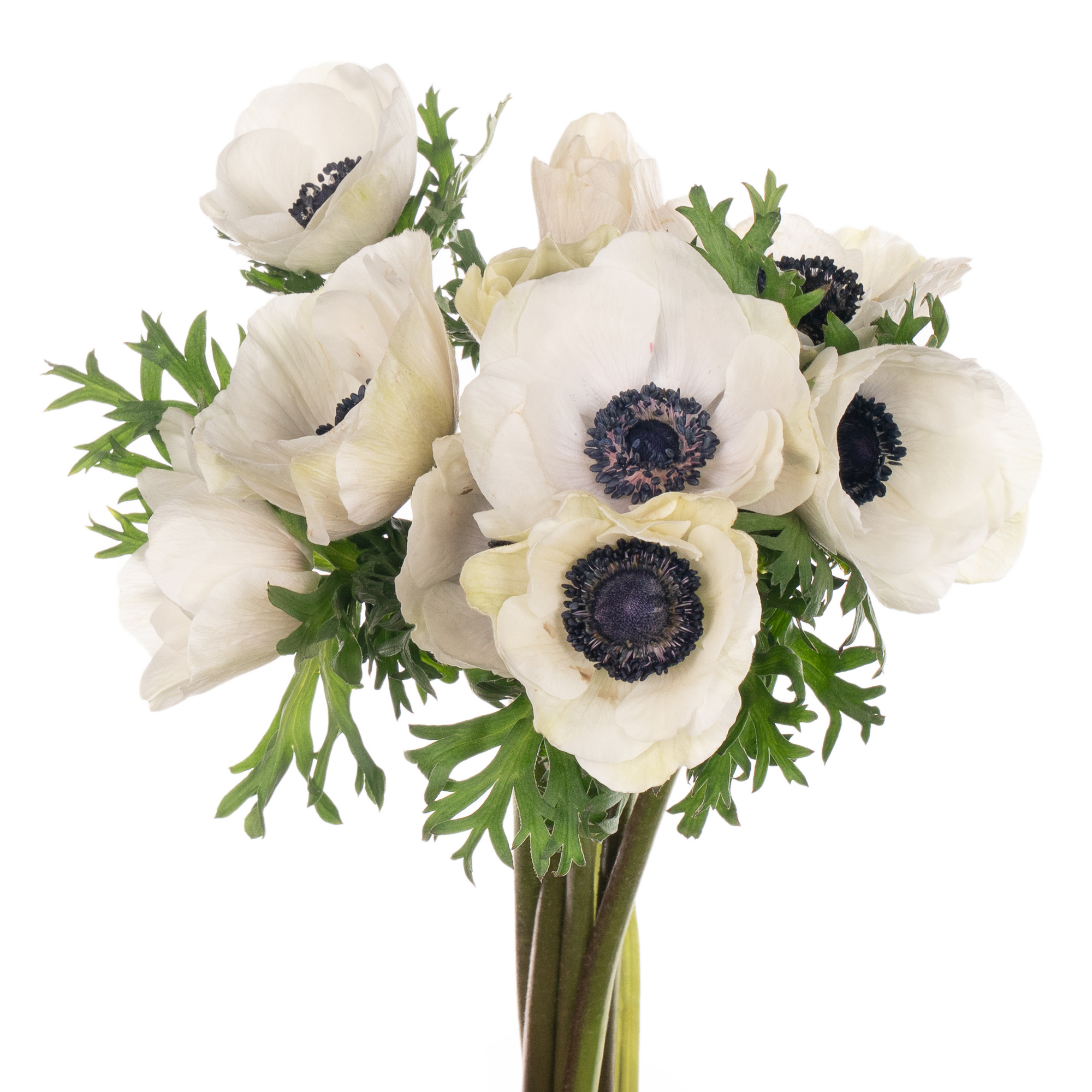 Anemone mistral plus panda