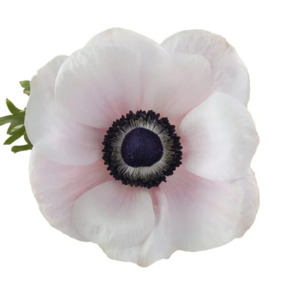 Anemone mistral plus panda