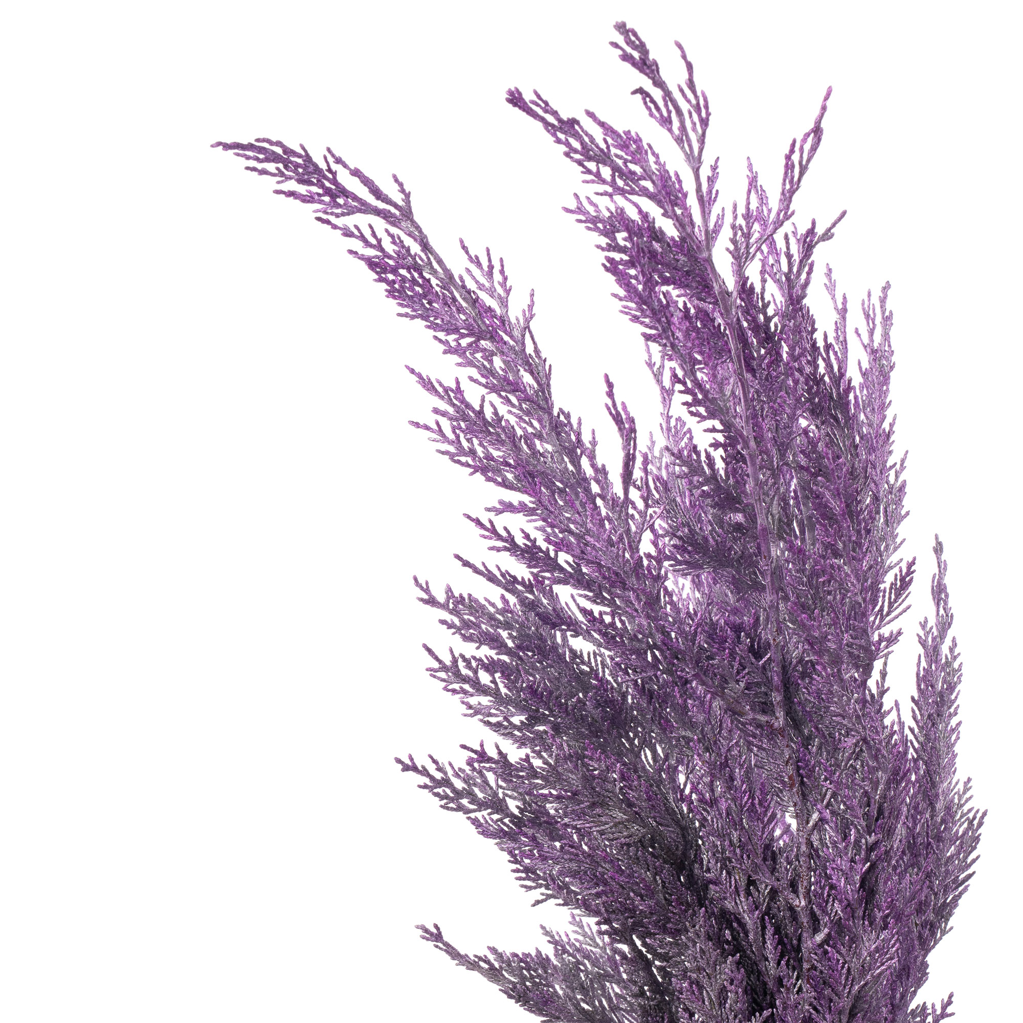 Ветки Туя краш. фростед синяя