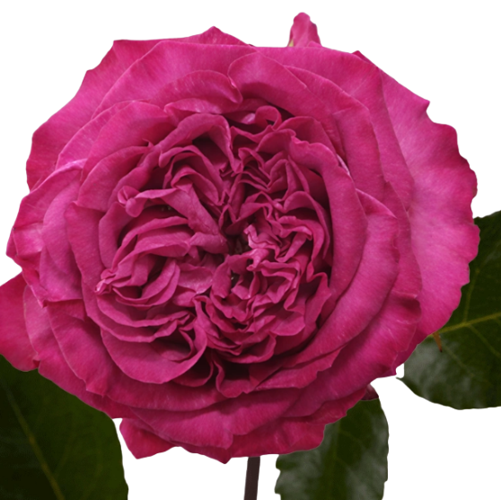 Rose purple crown