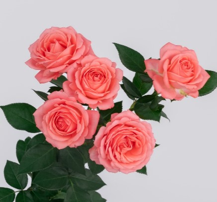 Rose spray see you soon | Wholesale flowers, plants and supplies Rose spray see you soon