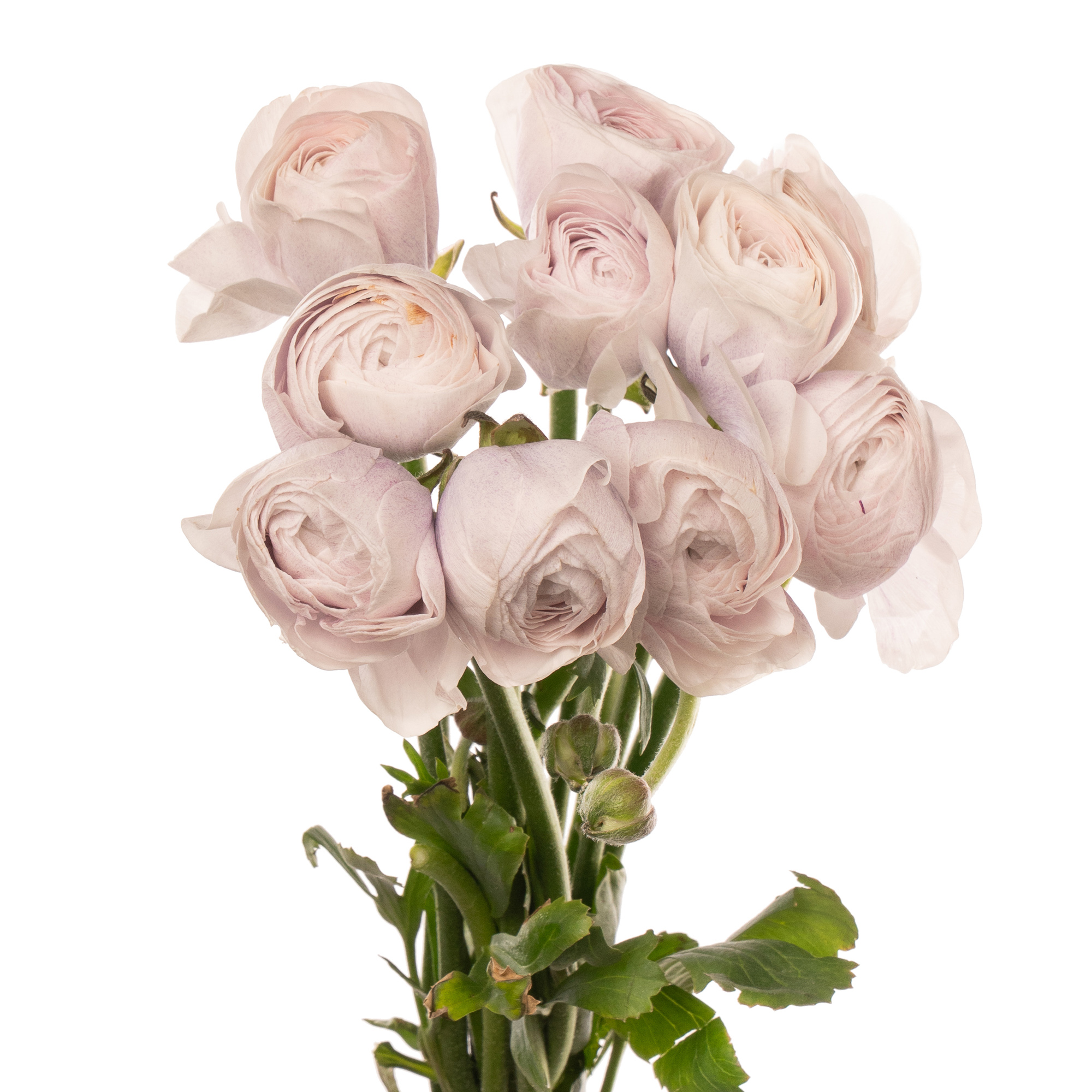 Ranunculus clooney nebbia