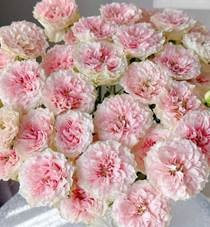 Роза куст лола монтез