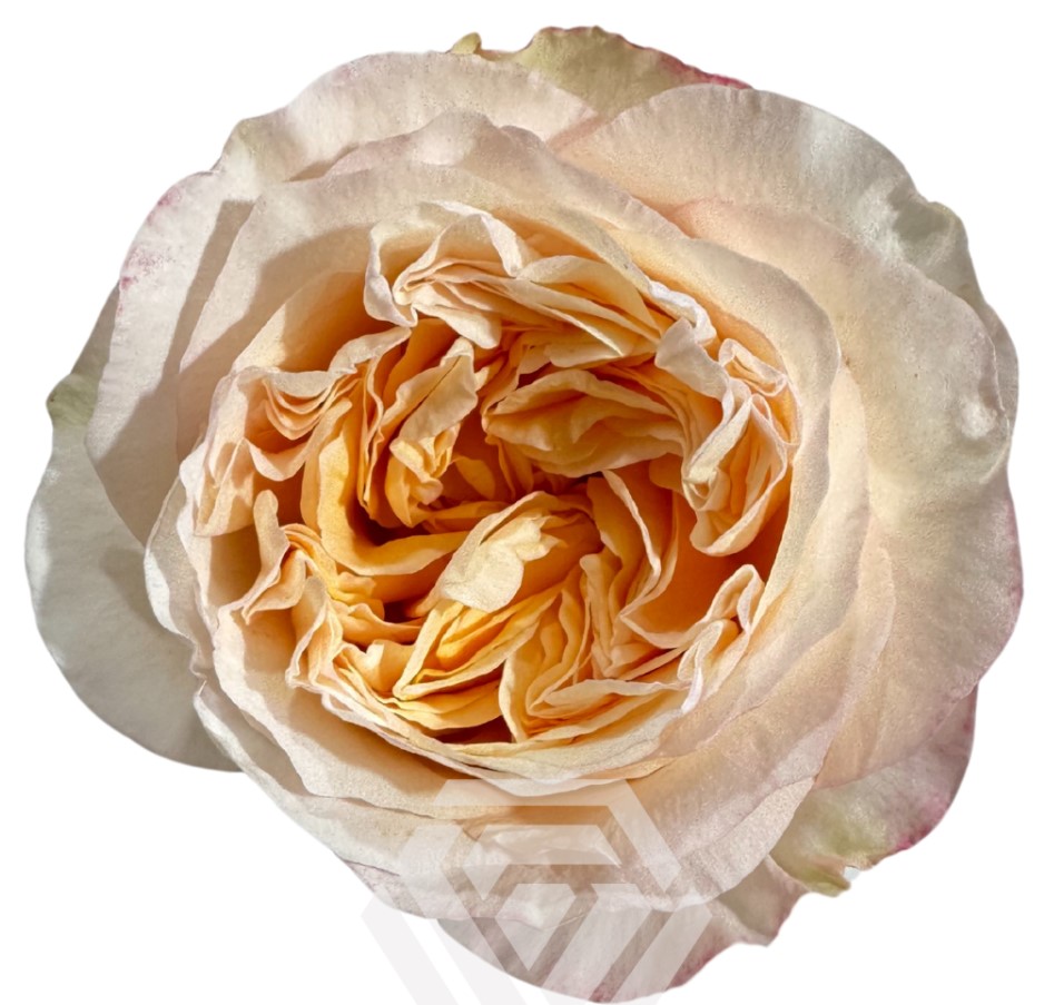 Роза гр тай-дай в Москве