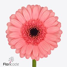 Гербера мини видал