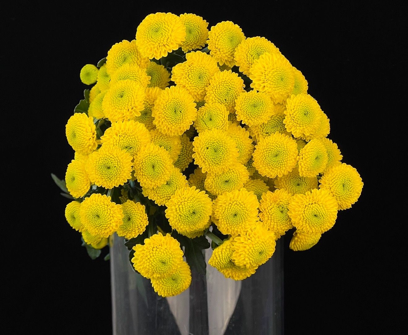 Хризантема куст каку в Москве