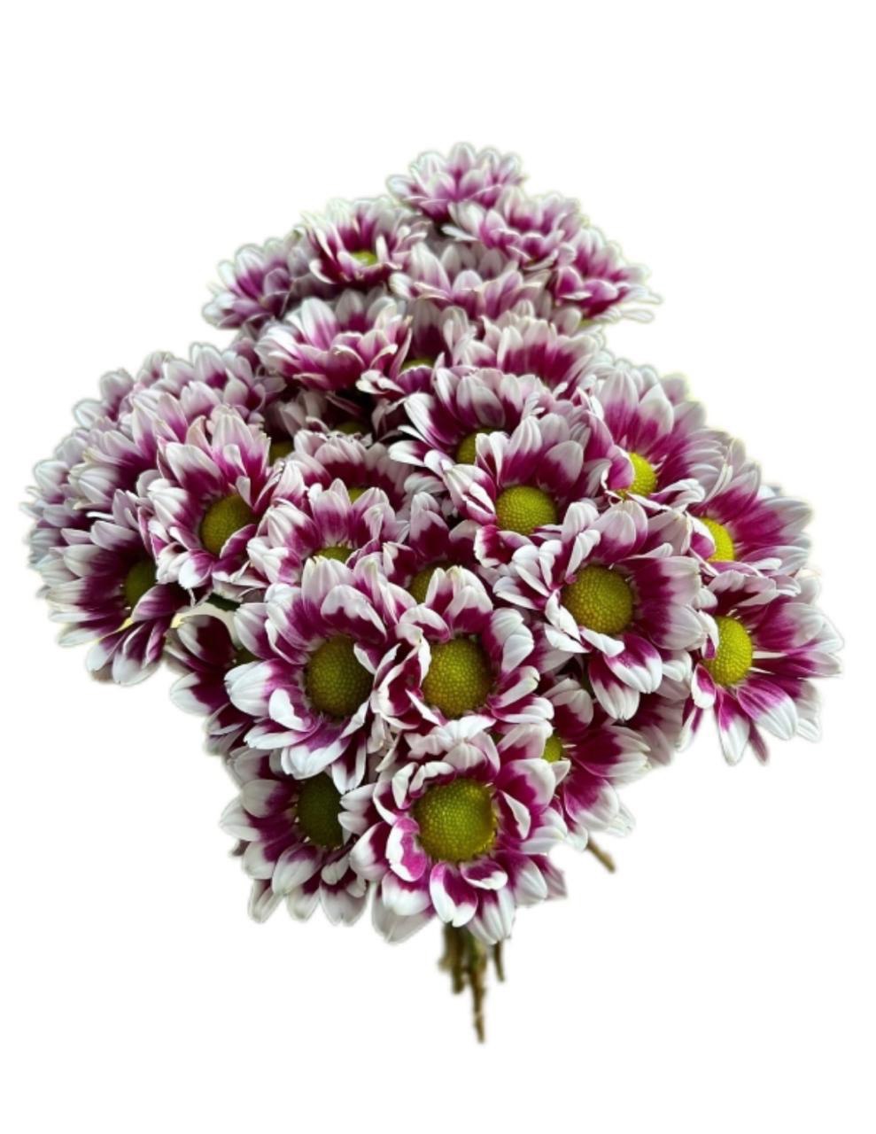Хризантема куст компанион пурпурный в Москве