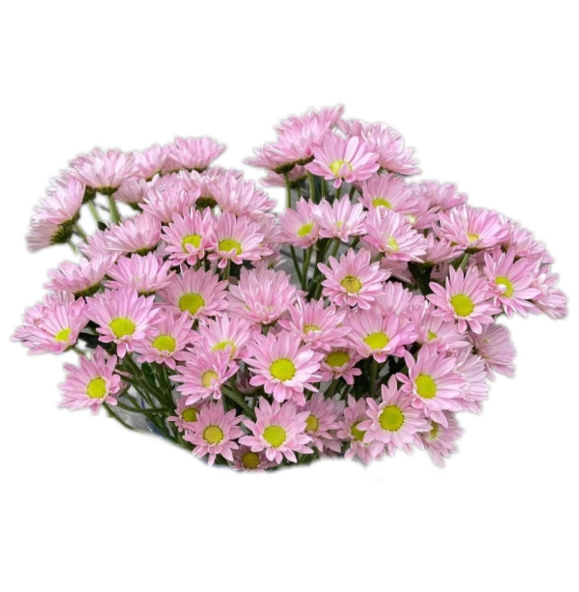 Хризантема куст пур херт