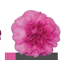 Гвоздика фалко