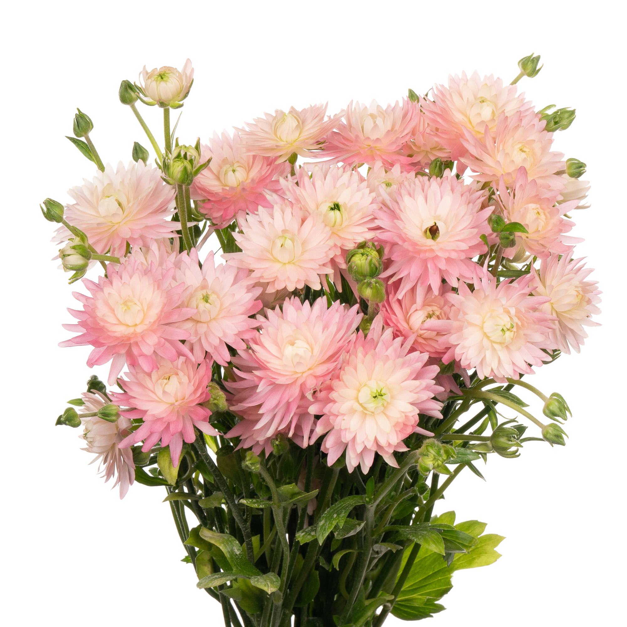 Ранункулус модерна венус пинк