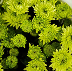 Хризантема куст бруно зеленая
