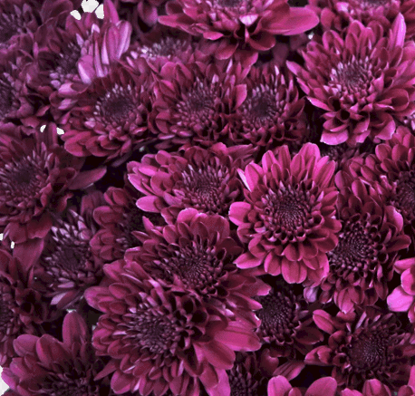 Хризантема куст бруно пурпурная