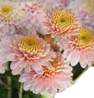 Хризантема куст фейри розовая