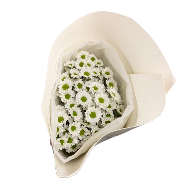 Хризантема куст кейт белая в Москве