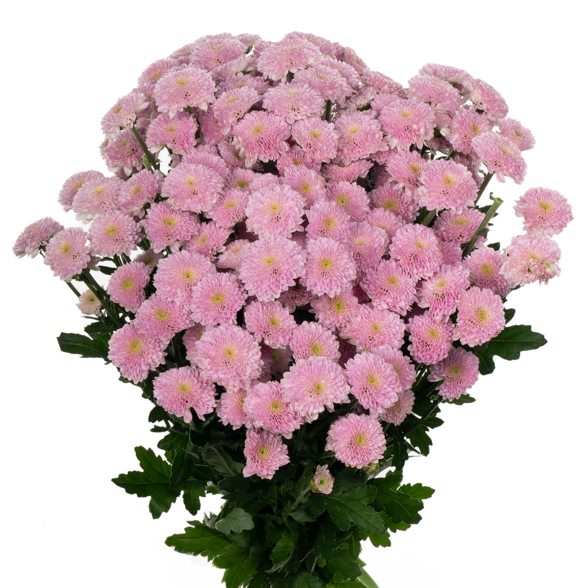 Chrysanthemum santini miller pearl