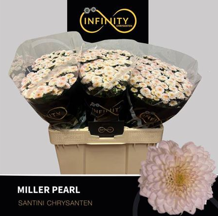 Chrysanthemum santini miller pearl