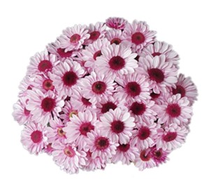 Хризантема куст биг ред риддинг худ