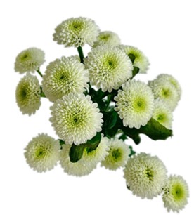 Хризантема куст клонин парфюм