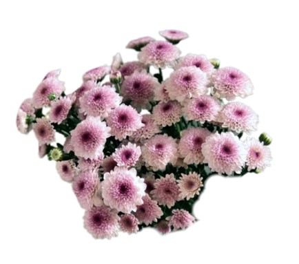 Хризантема куст помс матисс