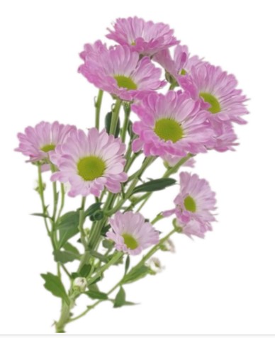 Хризантема куст помс пинк гел в Москве