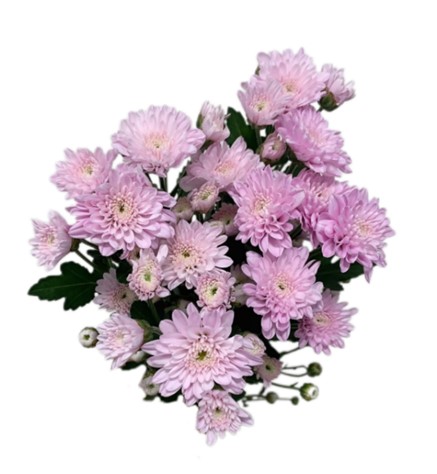 Хризантема куст хенгчан розовый