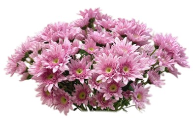 Хризантема куст матрея розовая