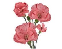 Carnation spray solomio stripefly