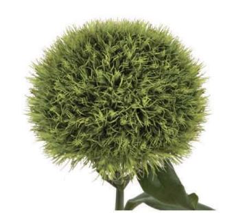 Carnation barbatus punky ball