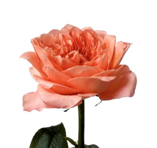 Роза однг драгон флай крима