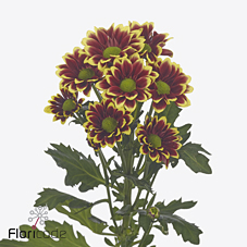 Chrysanthemum santini doppia yellow | Wholesale flowers, plants and supplies Chrysanthemum santini doppia yellow