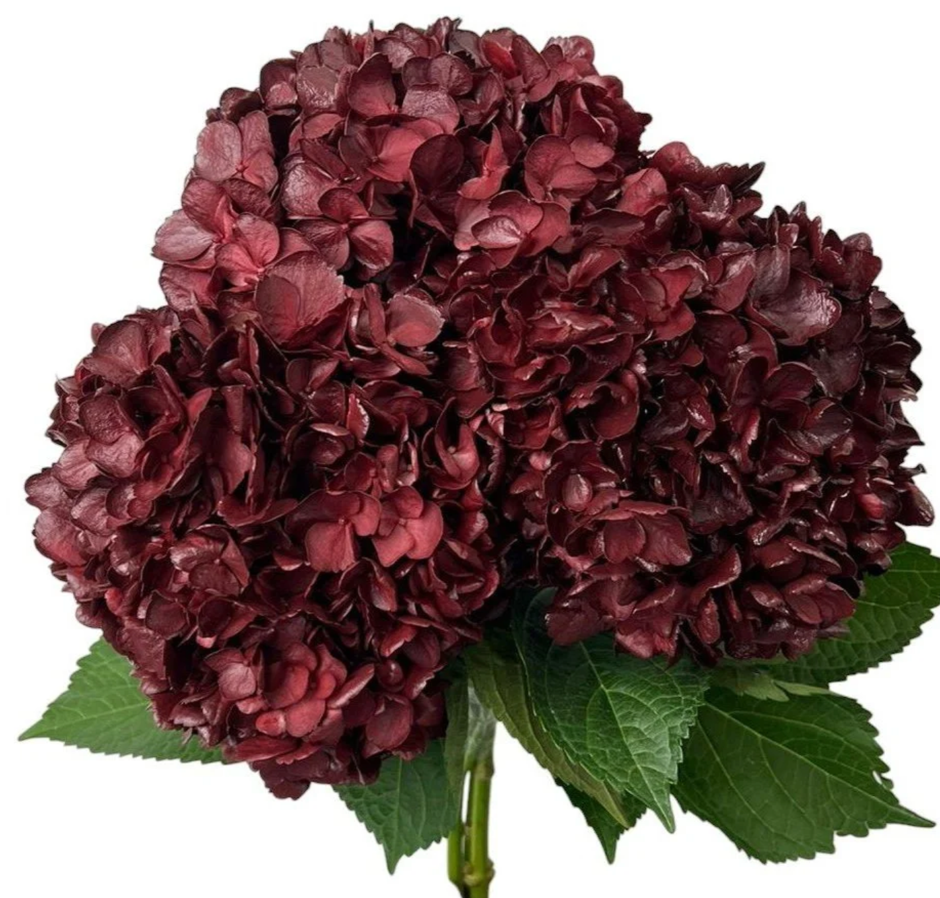 Hydrangea tinted jumbo burgundy