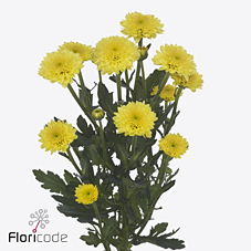 Chrysanthemum santini miller yellow