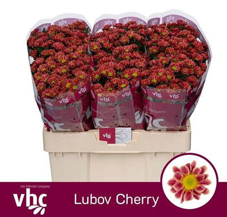 Хризантема са любовь черри