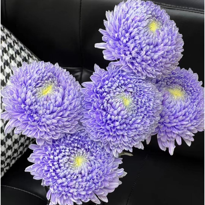 Хризантема однг мамс лавендер пиони