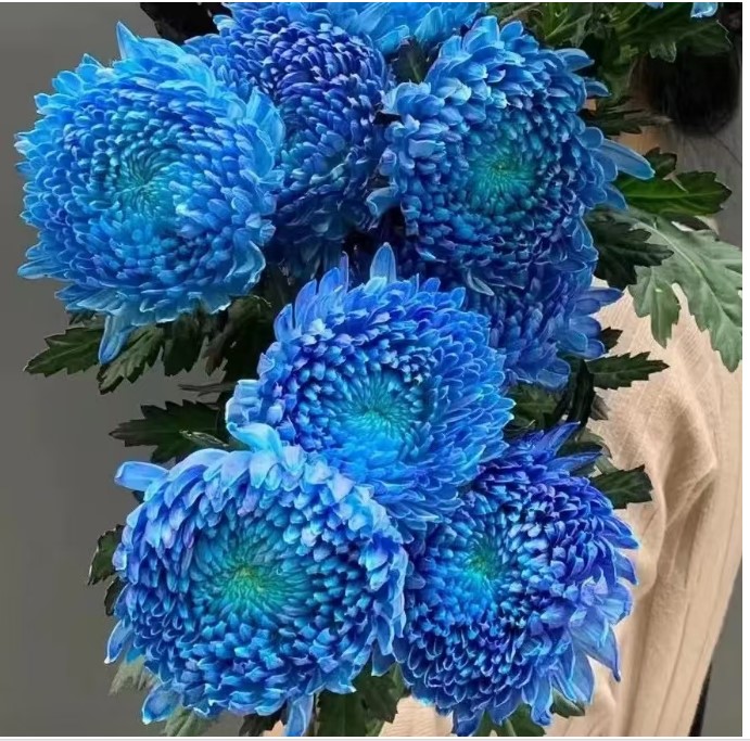 Chrysanthemum single mums ink blue peony