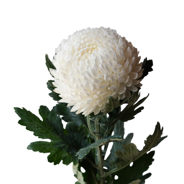 Chrysanthemum mums peony