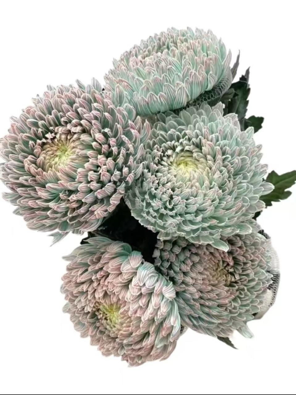 Хризантема однг мамс пиони краш. блу вайт