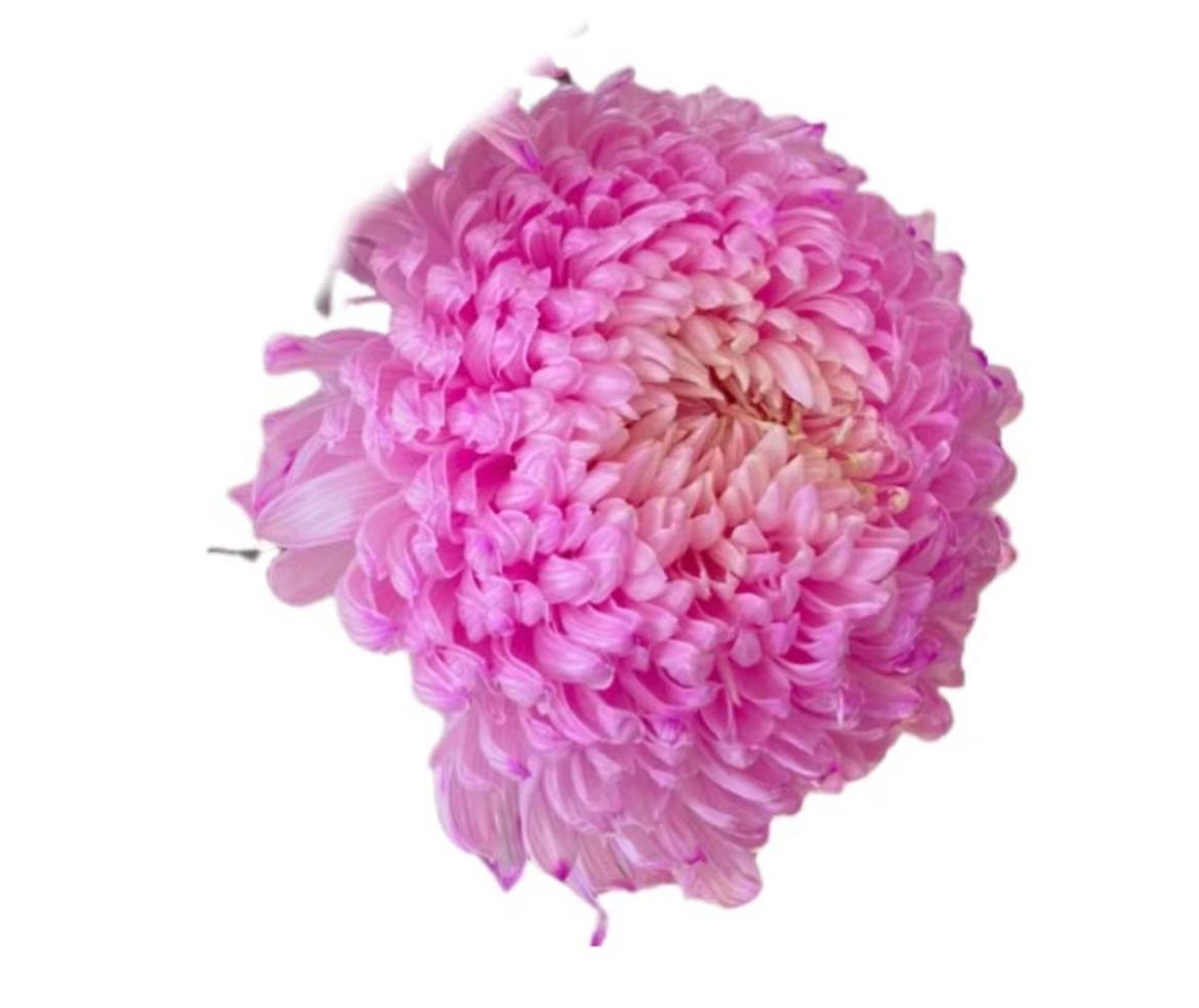 Хризантема гп мамс пиони краш. дарк пинк