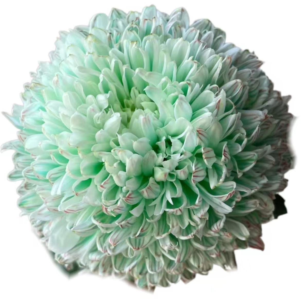 Chrysanthemum tinted mums peony green