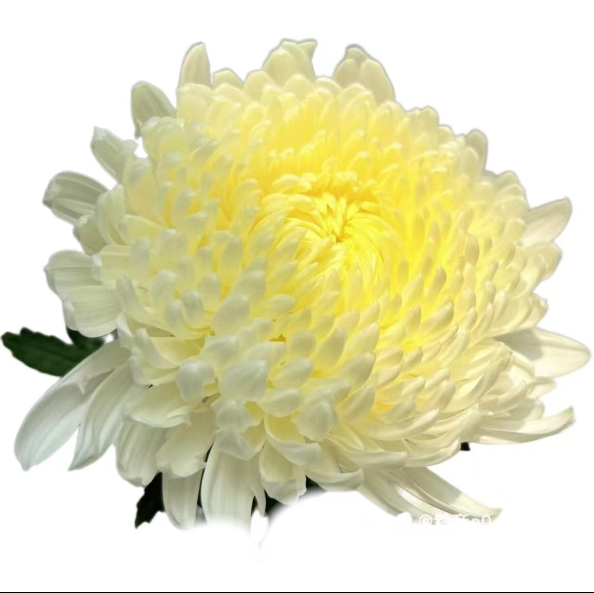 Хризантема краш. однг мамс пиони лимонная