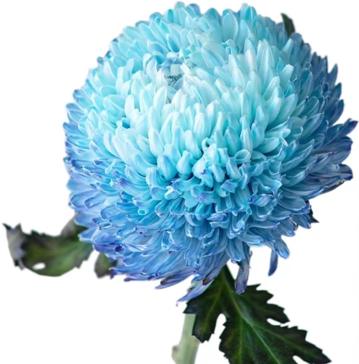 Хризантема гп мамс пиони краш. лайт блу