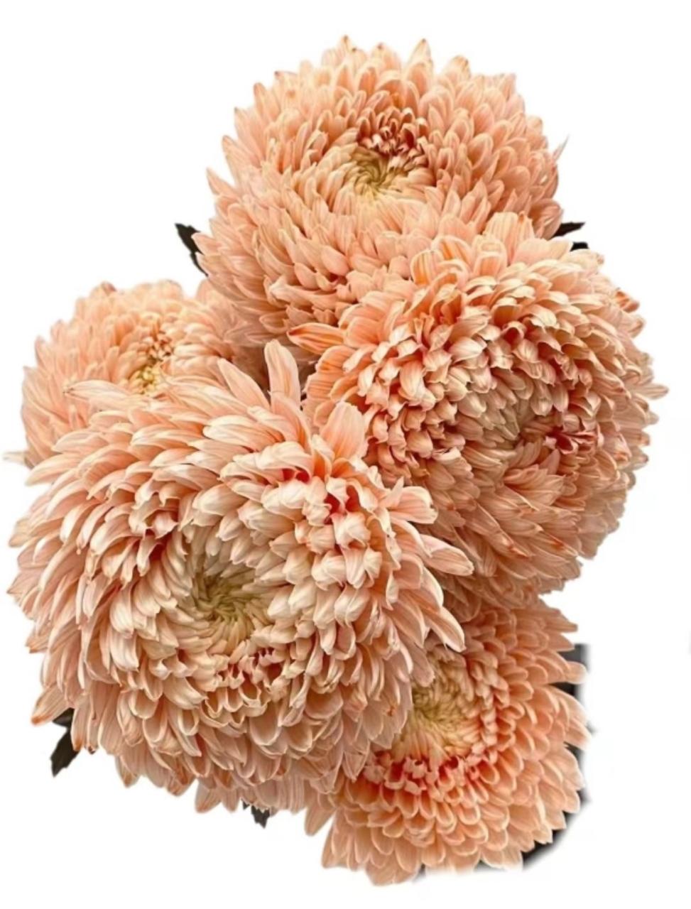 Хризантема гп мамс пиони краш. оранж