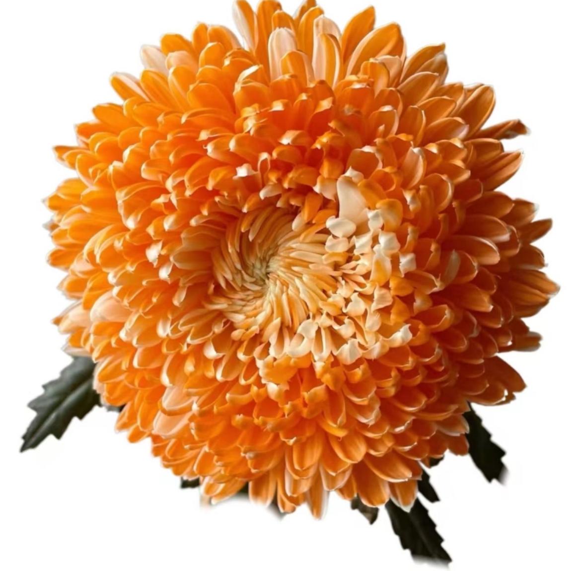 Хризантема однг мамс пиони краш. оранж ред