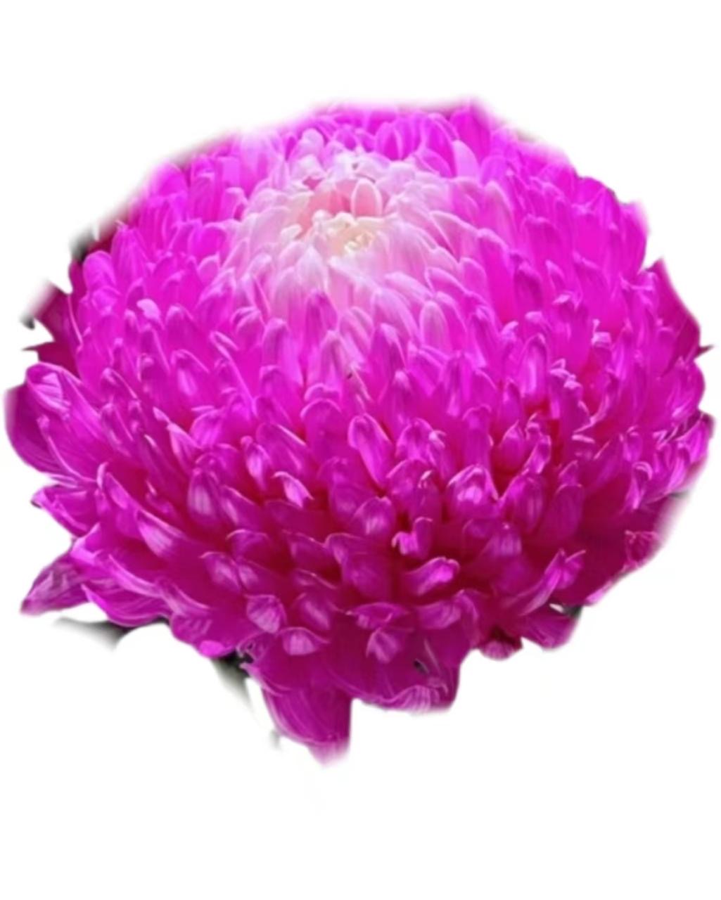 Хризантема гп мамс пиони краш. роуз